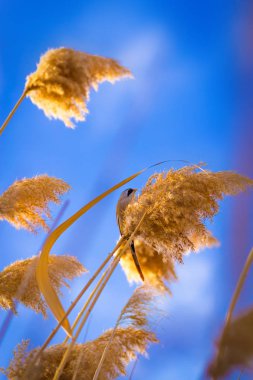 Sevimli küçük kuş. Göl habitat arka plan. Kuş: Sakallı Sazlık. Panurus biarmicus.
