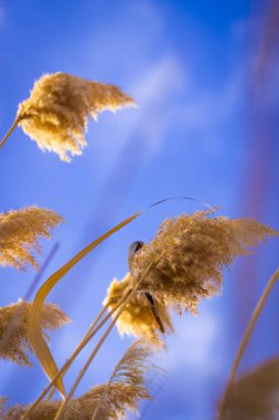 Sevimli küçük kuş. Göl habitat arka plan. Kuş: Sakallı Sazlık. Panurus biarmicus.