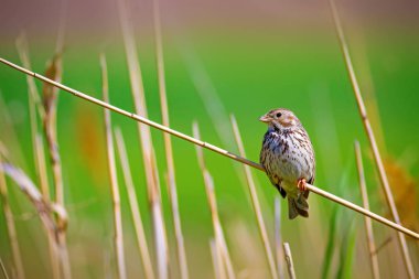 Şarkı söyleyen kuş. Yeşil doğa arka planı. Kuş: Mısır Kiraz kuşu. Emberiza calandra. 