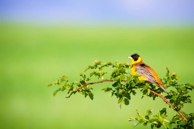 Sevimli şarkı söyleyen kuş. Yeşil doğa arka planı. Yeşil daldaki kuş. Kuş: Siyah başlı kiraz kuşu. 