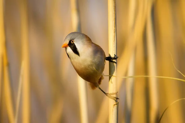 Schattige Kleine Vogel Lake Habitat Achtergrond Vogel Bearded Reedling Panurus — Stockfoto