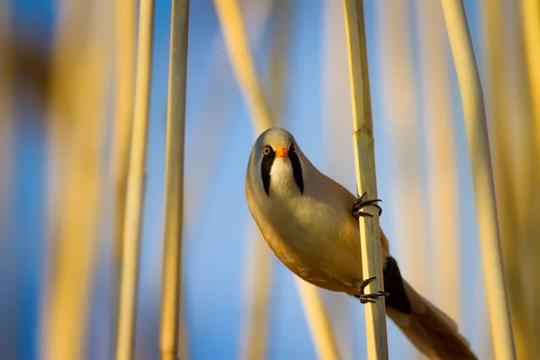 Симпатичная Птичка Озеро Обитания Фон Bird Bearded Reedling Panurus Biarmicus — стоковое фото