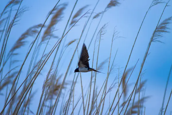 Nature Petit Oiseau Nature Colorée Habtat Fond — Photo