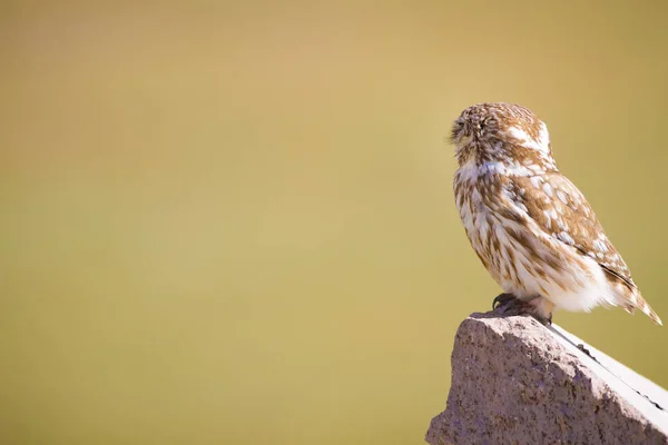 Lindo Búho Fondo Naturaleza Verde Pequeño Búho Atenea Noctua — Foto de Stock