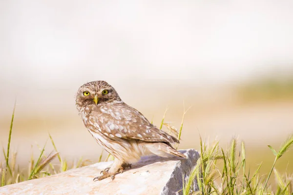 Cute Little Owl Zielone Tło Natury Ptak Mała Sowa Athene — Zdjęcie stockowe