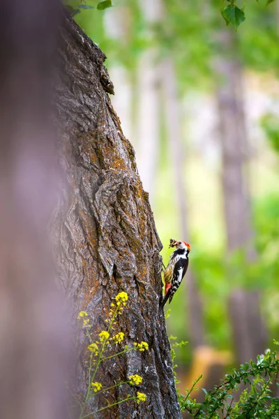 Cute Woodpecker Tree Forest Nature Background Bird Middle Spotted Woodpecker — Stock Photo, Image