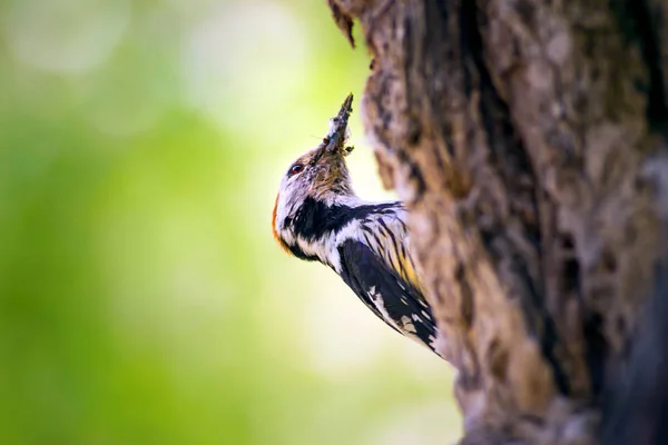 Niedlicher Specht Auf Baum Wald Natur Hintergrund Vogel Mittelspecht — Stockfoto