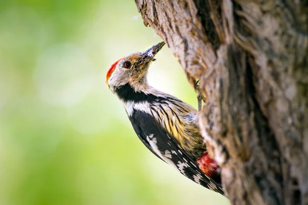 树上可爱的木鸟 森林自然背景 中斑点木鸟 — 图库照片