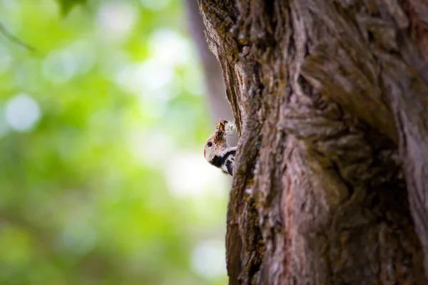 Niedlicher Specht Auf Baum Wald Natur Hintergrund Vogel Mittelspecht — Stockfoto