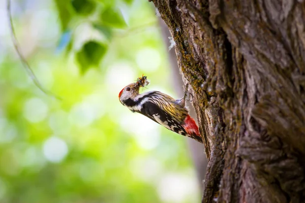 Roztomilý Woodpecker Stromě Přírodní Prostředí Lesa Pták Středoskvrnitý Woodpecker — Stock fotografie