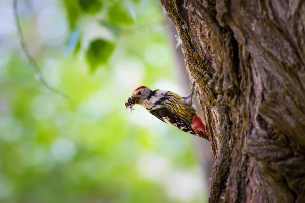 Ağaçtaki sevimli ağaçkakan. Orman doğa arka plan. Kuş: Orta Benekli Ağaçkakan 