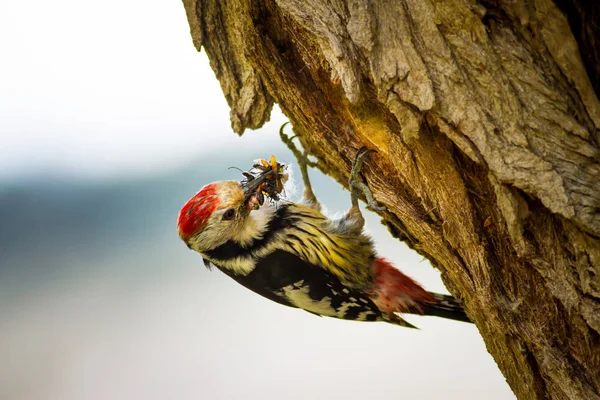 Niedlicher Specht Auf Baum Wald Natur Hintergrund Vogel Mittelspecht — Stockfoto