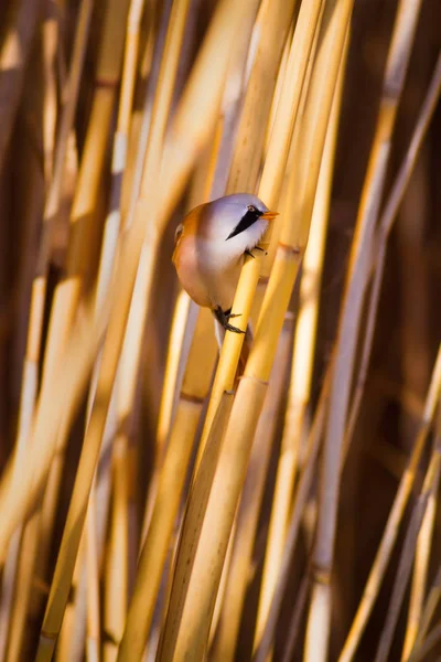 Söt Liten Fågel Lake Habitat Bakgrund Fågel Skäggiga Reedling Auktor — Stockfoto