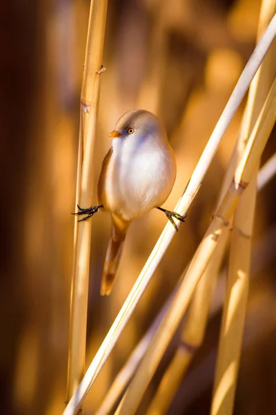 귀여운 새입니다 서식지 배경입니다 수염이 파누루스 비아르미쿠스 — 스톡 사진