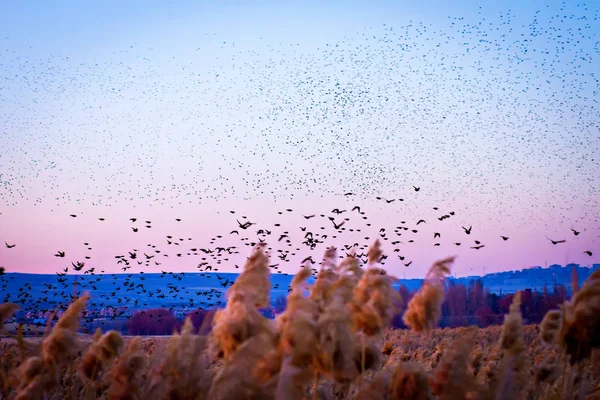 Příroda Létající Ptáci Teplé Barvy Pozadí Západem Slunce — Stock fotografie