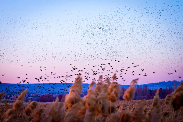 Coucher Soleil Nature Oiseaux Volants Couleurs Chaudes Fond Coucher Soleil — Photo