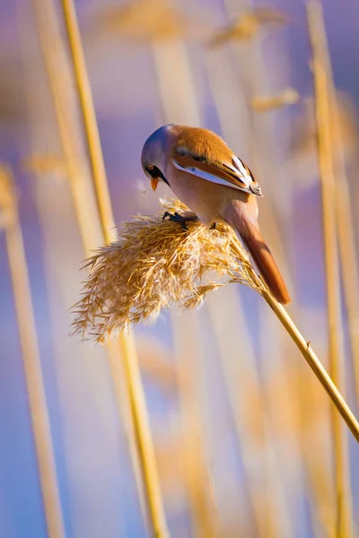 Милий Маленький Птах Тло Середовища Проживання Озера Птах Бородатий Редлінг — стокове фото