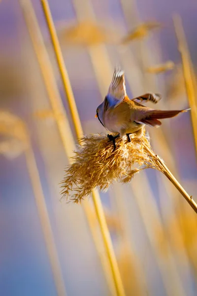 Uccellino Carino Sfondo Habitat Del Lago Bird Bearded Reedling Panurus — Foto Stock