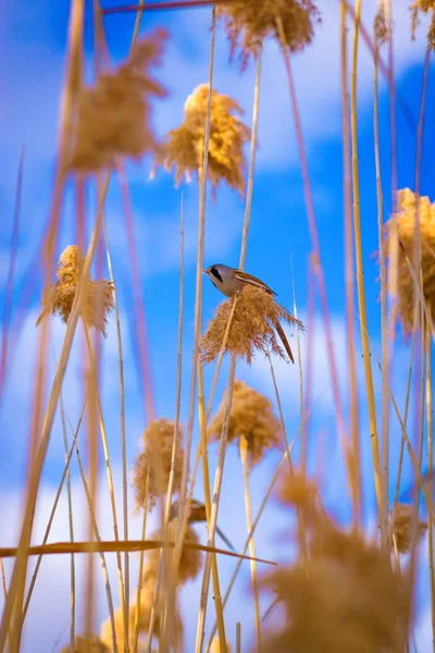Sevimli küçük kuş. Göl habitat arka plan. Kuş: Sakallı Sazlık. Panurus biarmicus.