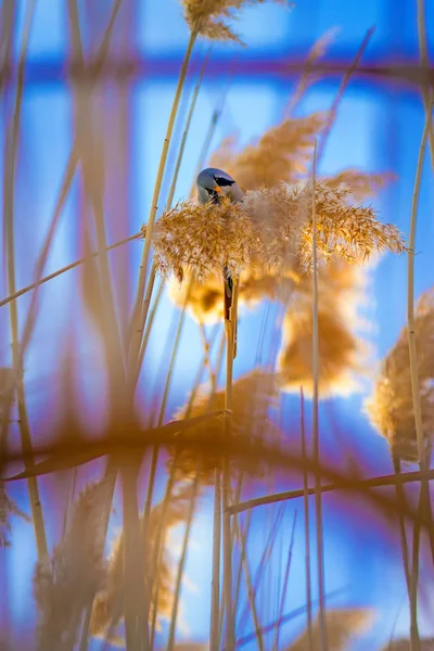 Sevimli küçük kuş. Göl habitat arka plan. Kuş: Sakallı Sazlık. Panurus biarmicus.