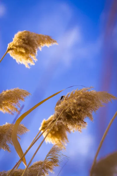 Que Passarinho Giro Fundo Habitat Lago Pássaro Reedling Barbudo Panurus — Fotografia de Stock