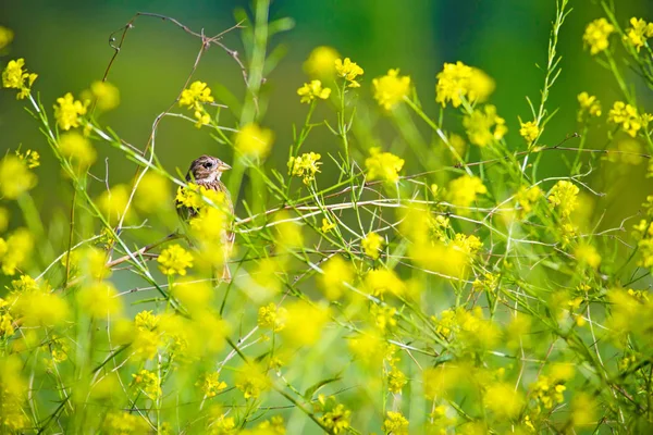 Şarkı söyleyen kuş. Yeşil doğa arka planı. Kuş: Mısır Kiraz kuşu. Emberiza calandra. 