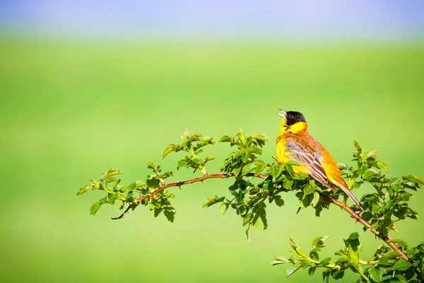 可爱的歌唱鸟 绿色自然背景 绿树枝上的鸟 黑头包头 — 图库照片
