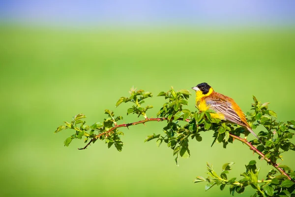 Cute singing bird. Green nature background. Bird on green branch. Bird: Black headed bunting.