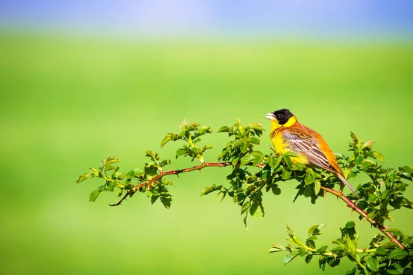 Cute singing bird. Green nature background. Bird on green branch. Bird: Black headed bunting.