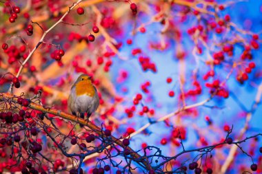 Sevimli kuş robin. Renkli doğa arka plan. Kuş: Avrupalı Robin. Erithacus rubecula.