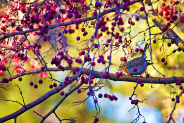 Sevimli kuş robin. Renkli doğa arka plan. Kuş: Avrupalı Robin. Erithacus rubecula.