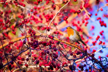 Sevimli kuş robin. Renkli doğa arka plan. Kuş: Avrupalı Robin. Erithacus rubecula.