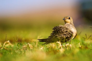 Sevimli kuş Yakalı Pratincole. Yeşil sarı doğa arka plan. Kuş: Yakalı Pratincole. Glareola pratincola