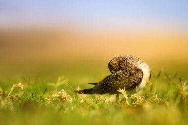 Sevimli kuş Yakalı Pratincole. Yeşil sarı doğa arka plan. Kuş: Yakalı Pratincole. Glareola pratincola