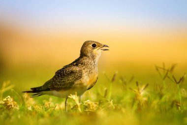 Sevimli kuş Yakalı Pratincole. Yeşil sarı doğa arka plan. Kuş: Yakalı Pratincole. Glareola pratincola