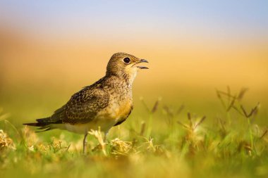 Sevimli kuş Yakalı Pratincole. Yeşil sarı doğa arka plan. Kuş: Yakalı Pratincole. Glareola pratincola