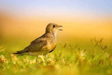 Sevimli kuş Yakalı Pratincole. Yeşil sarı doğa arka plan. Kuş: Yakalı Pratincole. Glareola pratincola