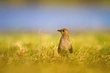 Sevimli kuş Yakalı Pratincole. Yeşil sarı doğa arka plan. Kuş: Yakalı Pratincole. Glareola pratincola