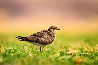 Sevimli kuş Yakalı Pratincole. Yeşil sarı doğa arka plan. Kuş: Yakalı Pratincole. Glareola pratincola