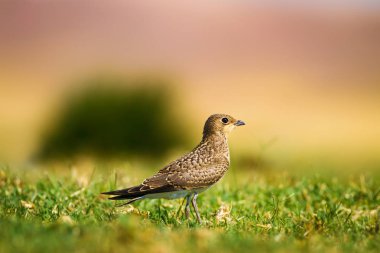 Sevimli kuş Yakalı Pratincole. Yeşil sarı doğa arka plan. Kuş: Yakalı Pratincole. Glareola pratincola