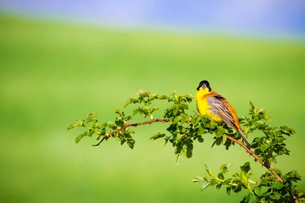 Cute singing bird. Green nature background. Bird on green branch. Bird: Black headed bunting.