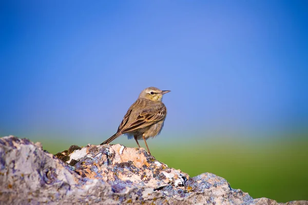 Zpívající Pták Zelené Přírodní Pozadí Ptačí Bunda Emberiza Calandra — Stock fotografie