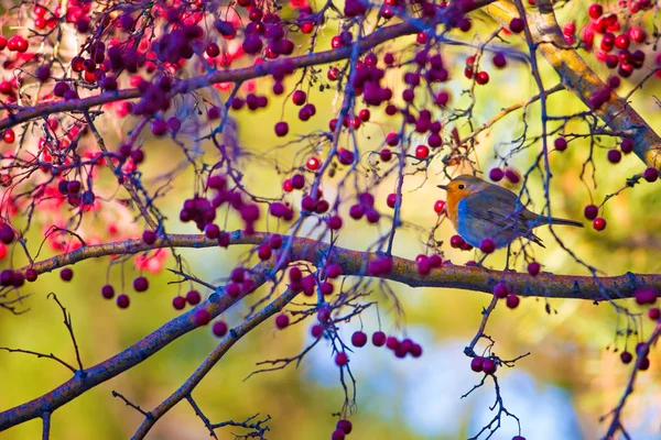 Cute Ptak Robin Kolorowe Tło Przyrodnicze Ptak Europejski Robin Erithacus — Zdjęcie stockowe