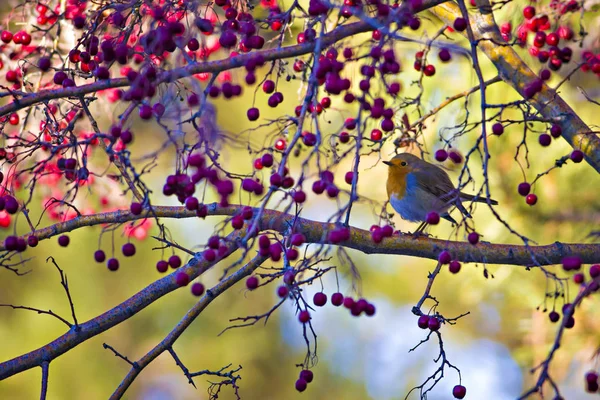 Sevimli kuş robin. Renkli doğa arka plan. Kuş: Avrupalı Robin. Erithacus rubecula.