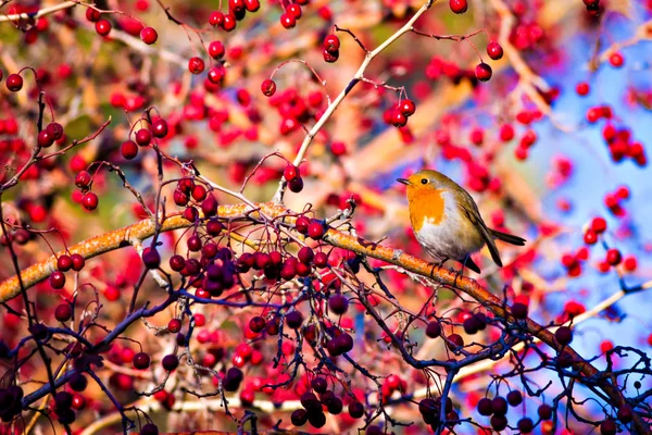 Niedliche Vogelspinne Farbenfrohe Natur Hintergrund Vogel Rotkehlchen Rubecula Erythacus — Stockfoto
