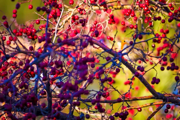 Lindo Pájaro Petirrojo Fondo Colorido Naturaleza Pájaro Robin Europeo Erithacus — Foto de Stock