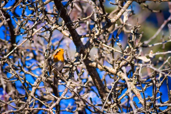 Que Lindo Passarinho Fundo Natureza Colorida Pássaro Robin Europeu Erithacus — Fotografia de Stock