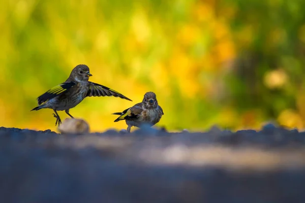 Pássaro Bonito Água Potável Fundo Natureza Goldfinch Europeu Carduelis Carduelis — Fotografia de Stock