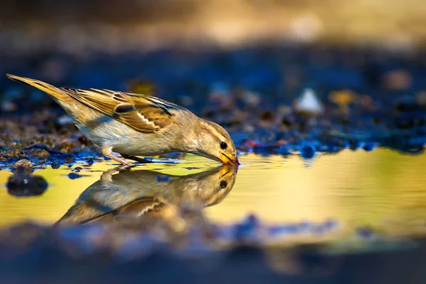 かわいい鳥の飲料水 自然の背景 ユーラシアの木のスズメ通行人モンタヌス — ストック写真