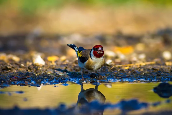 かわいい鳥の飲料水 自然の背景 ヨーロッパのゴールドフィンチカルデュリス カルデュリス — ストック写真